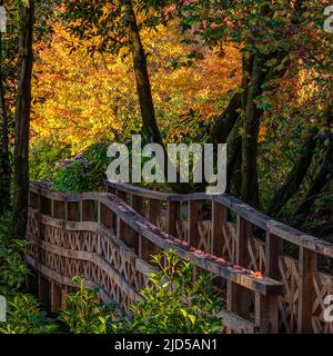 Ruth's Bridge mit Nyssa sylvatica 'Wisley Bonfire' im Hintergrund in den Aberglasney Gardens Stockfoto