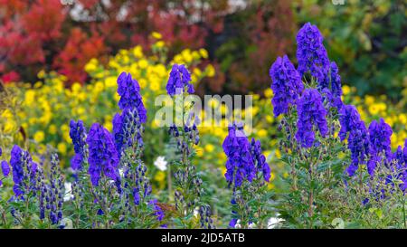 Aconitum carmichaelii im Upper Walled Garden in Aberglasney Stockfoto