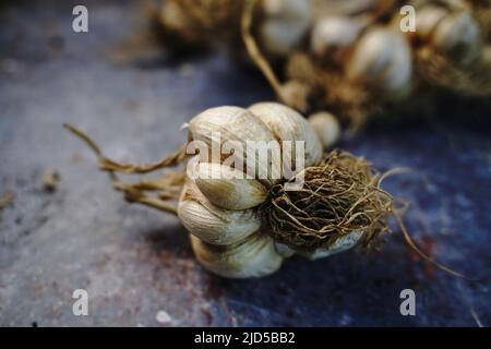 Frisch angebaute Gurken, selektiver Fokus Stockfoto