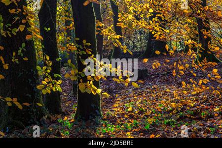 Herbstfarbe im Pigeon House Wood in den Aberglasney Gardens Stockfoto