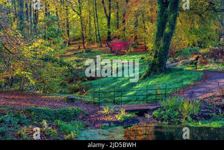 Saisonale Pracht im Pigeon House Wood in den Aberglasney Gardens Stockfoto