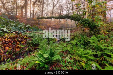 Pigeon House Wood im Herbst in den Aberglasney Gardens Stockfoto