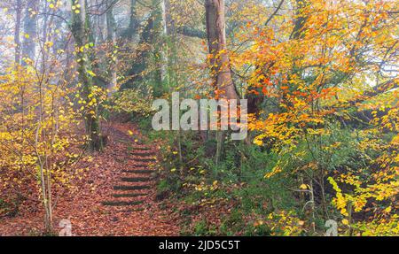 Pigeon House Wood im Herbst in den Aberglasney Gardens Stockfoto