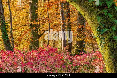 Euonymus europaeus im Pigeon House Wood in den Aberglasney Gardens Stockfoto