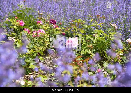 Lavendel- und Rosenblüten in Richmond Terrace Gardens London Großbritannien. Stockfoto