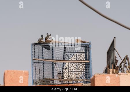 Tauben ruhen sich an einem heißen, sonnigen Tag in Marrakesch, Marokko, auf einer Dachdovekote aus Stockfoto