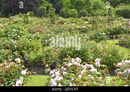 Rosengarten im Frühjahr, Royal Botanic Gardens Kew London, Großbritannien. Stockfoto