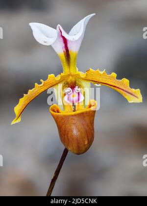 Paphiopedilum spicerianum in den Schweinereien Glasshouse in den Aberglasney Gardens Stockfoto