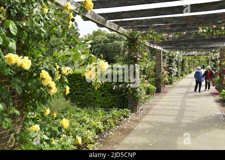 Pergolen mit Rosen im Frühling, Royal Botanic Gardens Kew London Großbritannien. Stockfoto