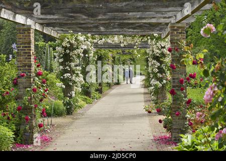 Pergolen mit Rosen im Frühling, Royal Botanic Gardens Kew London Großbritannien. Stockfoto