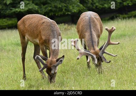 Rothirsche (Cervus elaphus) grasen auf Gras im Richmond Park Surrey England. Stockfoto