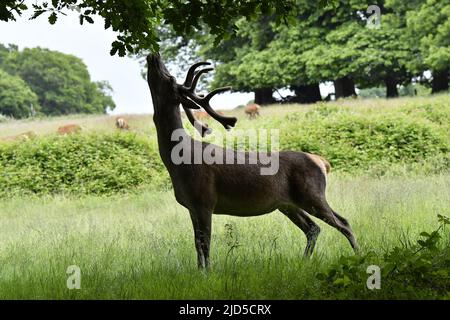 Rotwild (Cervus elaphus), der sich im Richmond Park Surrey England mit Eichenblättern ernährt. Stockfoto