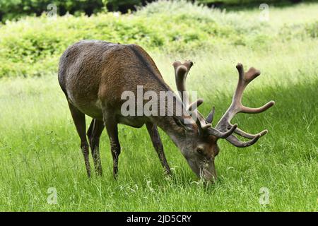 Rothirsche (Cervus elaphus) grasen auf Gras im Richmond Park Surrey England. Stockfoto