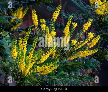 Mahonia x media 'Lionel fortescue' in Jubilee Wood in Aberglasney Gardens Stockfoto