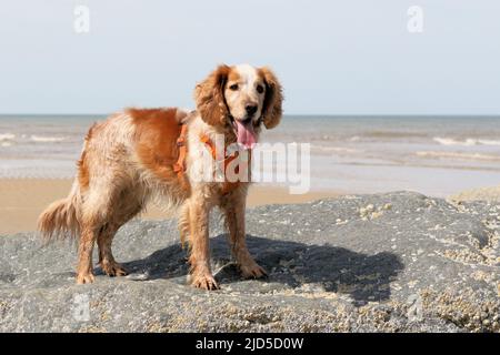 Gelb und weiß arbeitend Cocker Spaniel, der auf einem Felsen am Meer steht Stockfoto