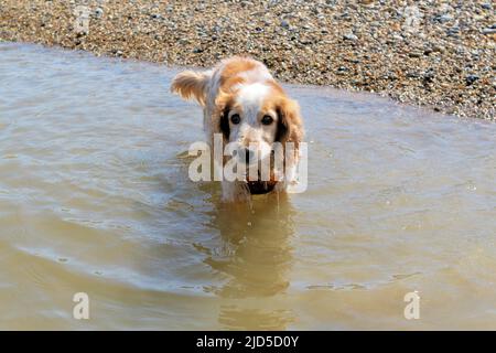 Gelb und weiß arbeitend Cocker Spaniel im Meer Stockfoto