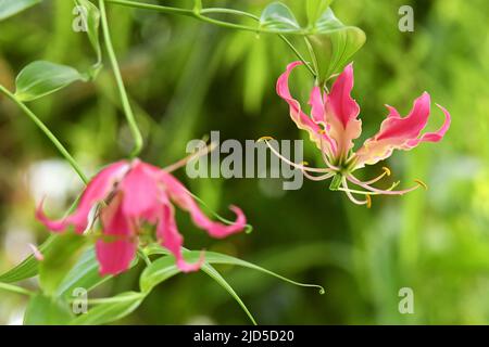 Gloriosa superba (Flammenlilie) blühende Pflanze, Hortus Botanicus botanischer Garten in Amsterdam Niederlande. Stockfoto