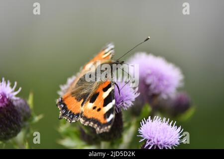 Vanessa cardui - gemalte Dame Schmetterling auf Carduus Pflanze, Amsterdam Niederlande. Stockfoto