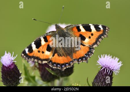 Vanessa cardui - gemalte Dame Schmetterling auf Carduus Pflanze, Amsterdam Niederlande. Stockfoto