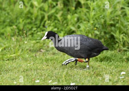 Eurasischer Ruß (Fulica atra) mit Identifikationsring an den Füßen, Beatrixpark in Amsterdam Niederlande. Stockfoto