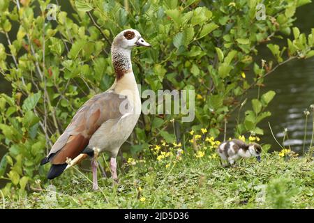 Ägyptische Gans (Alopochen aegyptiaca) adultes Weibchen mit Gänse, Beatrixpark in Amsterdam Niederlande. Stockfoto