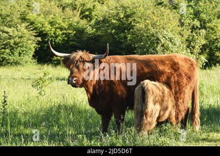 Highland Cattle (Bos taurus taurus) Kuh, die Kalb im Shinkelbos Park in der Nähe von Amsterdam füttert. Stockfoto