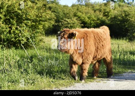 Highland Cattle (Bos taurus taurus) Kalb im Shinkelbos Park in der Nähe von Amsterdam Niederlande. Stockfoto