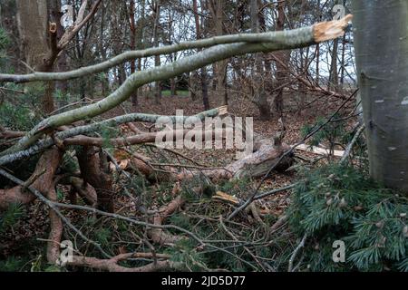 Gefallener Baum, Äste und Trümmer aufgrund von schlechtem stürmischem Wetter. Klimawandel, extremes Wetter, Sturmkonzept Stockfoto