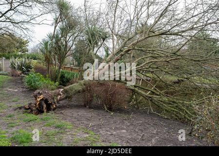 Gefallener Baum, Äste und Trümmer aufgrund von schlechtem stürmischem Wetter. Klimawandel, extremes Wetter, Sturmkonzept Stockfoto