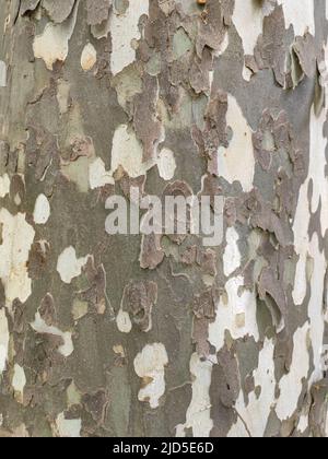 Rinde eines Platanen- oder Platanenbaums, der aus der Nähe wie eine Tarnstruktur aussieht Stockfoto