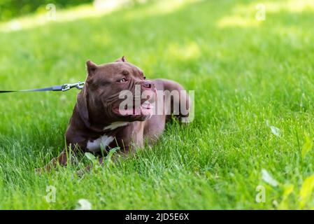 Schöner brauner Pitbull, im Gras an der Leine. Hochwertige Fotos Stockfoto