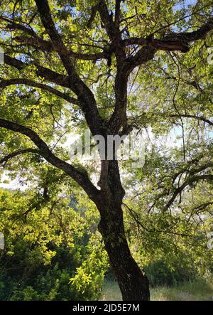 Alte Steineiche in der Abendsonne, die durch das Laub scheint und ein schönes Licht gibt Stockfoto