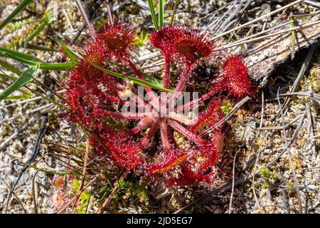 Rundblättriger Sonnentau (Drosera rotundifolia), eine fleischfressende Pflanze aus Sümpfen, Sümpfen und feuchter Heide, Großbritannien Stockfoto