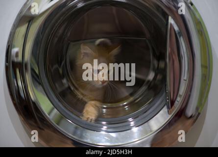 Die Katze sitzt in der Waschmaschine und schaut aus dem Fenster. Ein Kätzchen erkundet die Welt aus einer Waschmaschine heraus. Stockfoto