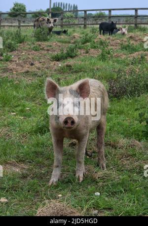 Schweine im Feld, East anglia, england Stockfoto