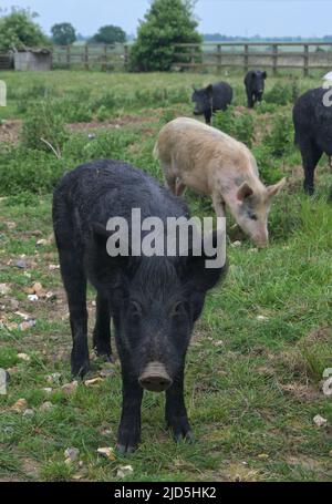 Schweine im Feld, East anglia Stockfoto