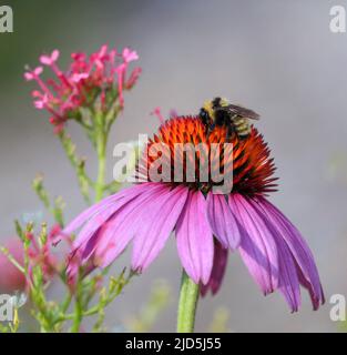 Eine Bumblebee auf einer rosa violetten Echinacea-Blume in einem Garten mit natürlichem Hintergrund. Stockfoto