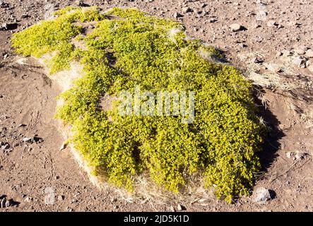 Ansicht der Tetraena-Pflanze in der Wüste Namibias Stockfoto