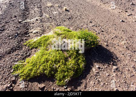 Ansicht der Tetraena-Pflanze in der Wüste Namibias Stockfoto