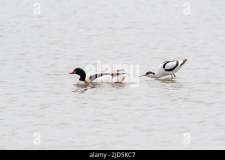 Eine Avocet, Recurvirostra avosetta, jagt eine Shelduck, Tadorna tadorna, auf Frischwasser-Marsh im Titchwell RSPB Reserve. Stockfoto