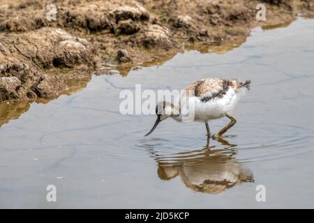 Juvenile Avocet, Recurvirostra avosetta, auf dem Süßwasser-Marsh im Titchwell RSPB Reserve in Norfolk. Stockfoto