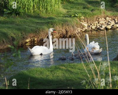 Sieben, zwei Wochen alt, Cygnus olor cygnets, mit ihrer Mutter, während der Vater aufschaut. Ein sonniger Abend am Flussufer. Stockfoto