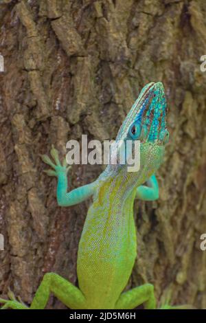 Eine kubanische Blaue Anole (Anolis allisoni), die in der Nähe von Cienfuegos, Kuba, auf einen Baum klettert Stockfoto