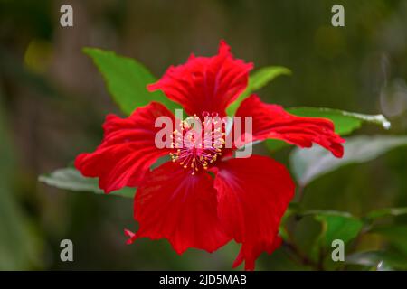 Im Nationalpark Topes de Collantes in Kuba blühen wunderschöne rote Hibiskus (Hibiscus rosa-sinensis) Stockfoto