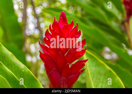 Red Ginger (Alpinia purpurata) im Nationalpark Topes de Collantes in Kuba Stockfoto