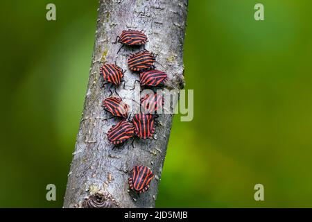 Gestreifte Wanzen versammeln sich Stockfoto