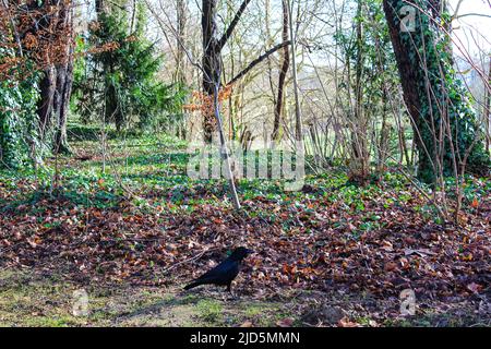 Wunderbare Krähe im Osseghem Park brüssel Stockfoto