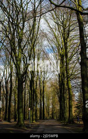 Waldeinnahme im Brüsseler Osseghem-Park Stockfoto