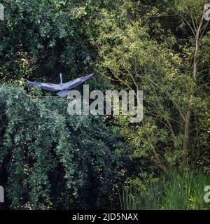 Schönes Bild von Graureiher Ardea Cinea Vogel im Flug während sonnigen Frühlingsmorgen Stockfoto