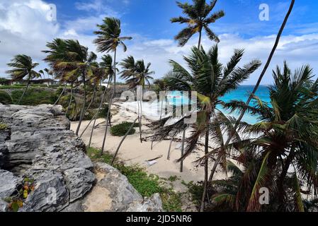 Bottom Bay ist eines der schönsten Strände auf der Karibikinsel Barbados. Es ist ein tropisches Paradies mit Palmen hängen über türkisblauem Meer Stockfoto